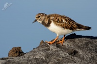 Kamenacek pestry - Arenaria interpres - Ruddy Turnstone 2968